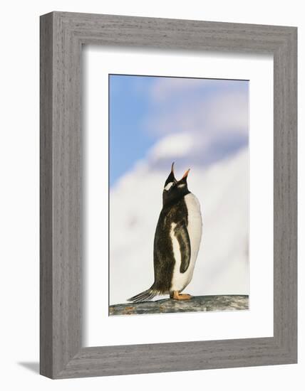 Gentoo Penguin-null-Framed Photographic Print