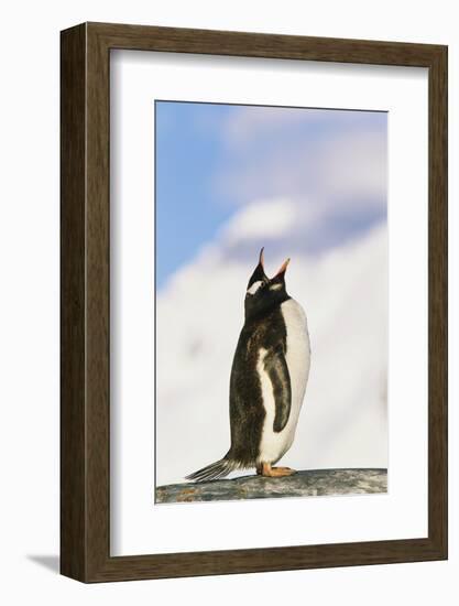 Gentoo Penguin-null-Framed Photographic Print