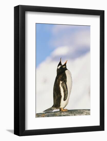 Gentoo Penguin-null-Framed Photographic Print