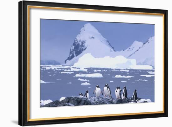 Gentoo Penguin-DLILLC-Framed Photographic Print