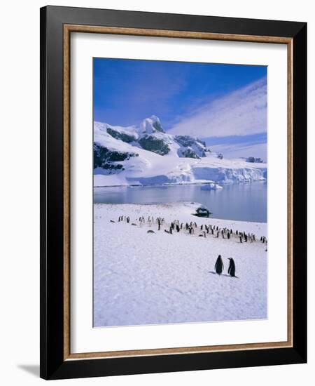 Gentoo Penguins, Antarctic Peninsula, Antarctica-Geoff Renner-Framed Photographic Print