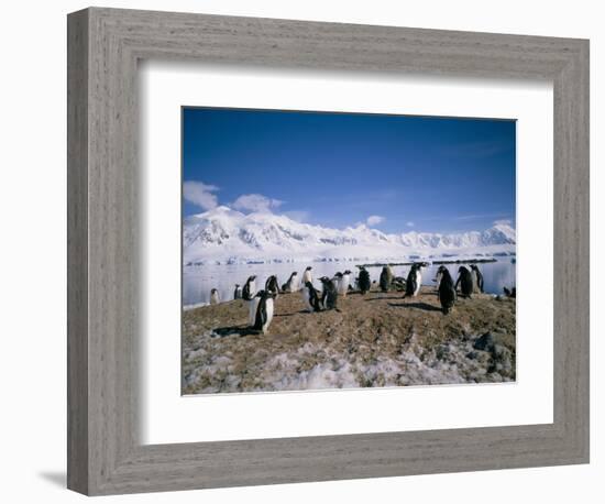 Gentoo Penguins, Antarctica, Polar Regions-Geoff Renner-Framed Photographic Print