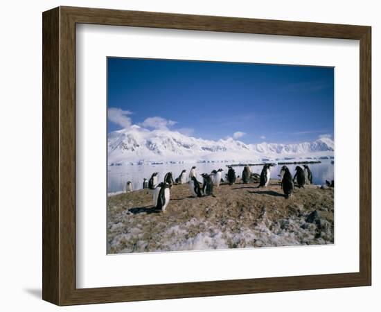 Gentoo Penguins, Antarctica, Polar Regions-Geoff Renner-Framed Photographic Print