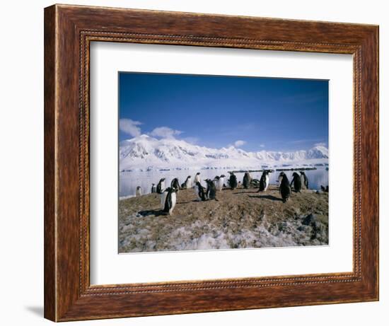 Gentoo Penguins, Antarctica, Polar Regions-Geoff Renner-Framed Photographic Print