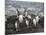 Gentoo Penguins, Hannah Point, Livingstone Island, South Shetland Islands, Polar Regions-Robert Harding-Mounted Photographic Print
