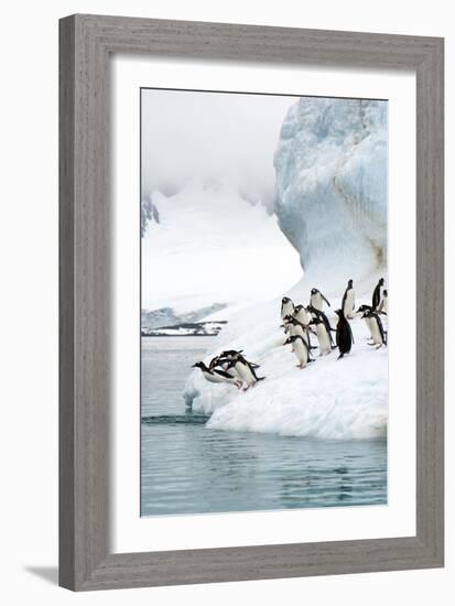 Gentoo Penguins Jumping Into the Sea-Louise Murray-Framed Photographic Print