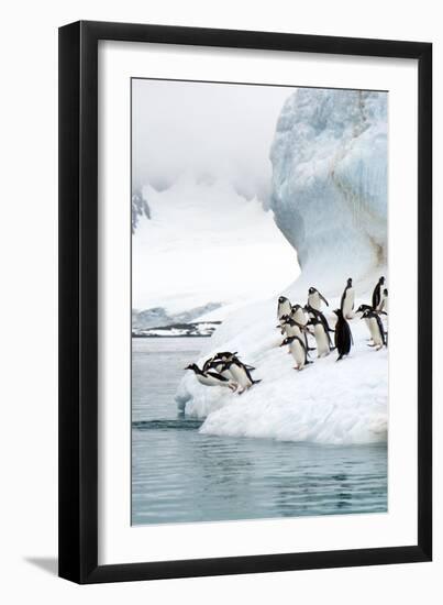 Gentoo Penguins Jumping Into the Sea-Louise Murray-Framed Photographic Print