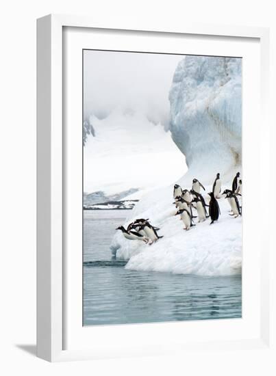 Gentoo Penguins Jumping Into the Sea-Louise Murray-Framed Photographic Print