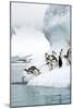 Gentoo Penguins Jumping Into the Sea-Louise Murray-Mounted Photographic Print