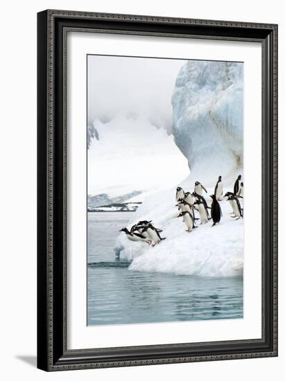 Gentoo Penguins Jumping Into the Sea-Louise Murray-Framed Photographic Print