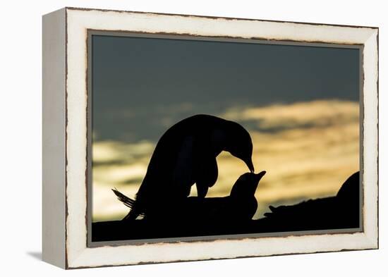 Gentoo Penguins Mating on Wiencke Island, Antarctica-Paul Souders-Framed Premier Image Canvas