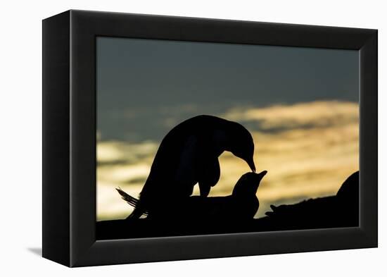 Gentoo Penguins Mating on Wiencke Island, Antarctica-Paul Souders-Framed Premier Image Canvas