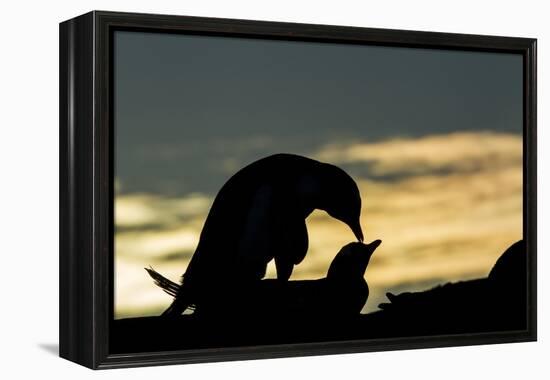 Gentoo Penguins Mating on Wiencke Island, Antarctica-Paul Souders-Framed Premier Image Canvas