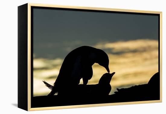 Gentoo Penguins Mating on Wiencke Island, Antarctica-Paul Souders-Framed Premier Image Canvas