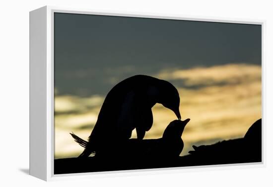 Gentoo Penguins Mating on Wiencke Island, Antarctica-Paul Souders-Framed Premier Image Canvas