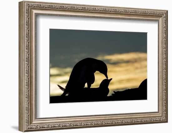 Gentoo Penguins Mating on Wiencke Island, Antarctica-Paul Souders-Framed Photographic Print