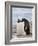 Gentoo Penguins, Neko Harbour, Antarctic Peninsula, Antarctica, Polar Regions-Robert Harding-Framed Photographic Print
