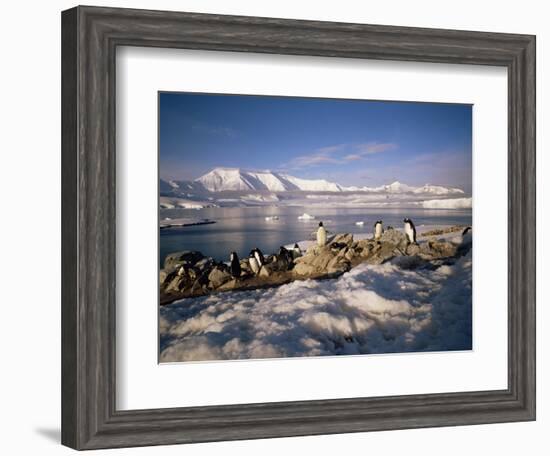 Gentoo Penguins on Wiencke Island, with Anvers Island in Distance, Antarctic Peninsula, Antarctica-Geoff Renner-Framed Photographic Print