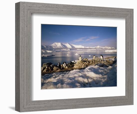 Gentoo Penguins on Wiencke Island, with Anvers Island in Distance, Antarctic Peninsula, Antarctica-Geoff Renner-Framed Photographic Print