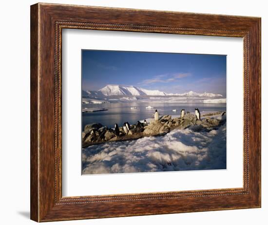 Gentoo Penguins on Wiencke Island, with Anvers Island in Distance, Antarctic Peninsula, Antarctica-Geoff Renner-Framed Photographic Print