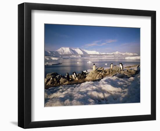 Gentoo Penguins on Wiencke Island, with Anvers Island in Distance, Antarctic Peninsula, Antarctica-Geoff Renner-Framed Photographic Print