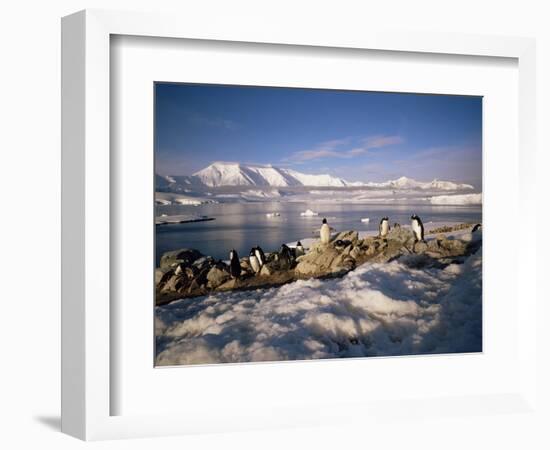 Gentoo Penguins on Wiencke Island, with Anvers Island in Distance, Antarctic Peninsula, Antarctica-Geoff Renner-Framed Photographic Print