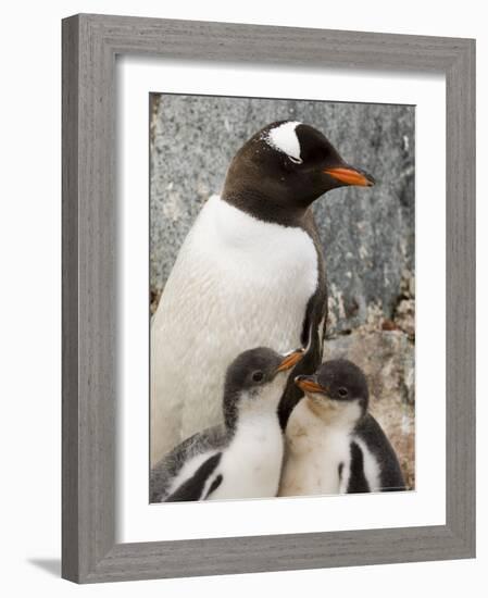 Gentoo Penguins, Petermann Island, Lemaire Channel, Antarctic Peninsula, Antarctica, Polar Regions-Sergio Pitamitz-Framed Photographic Print