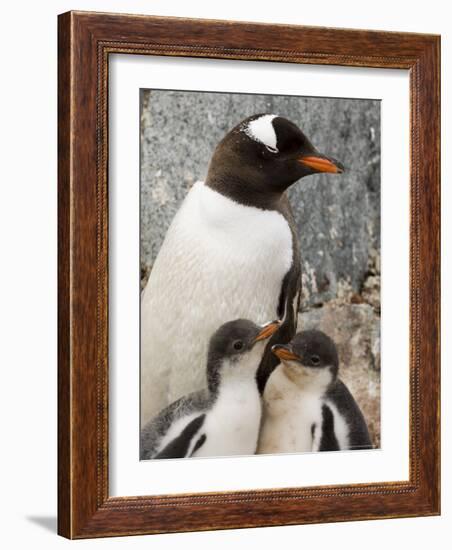 Gentoo Penguins, Petermann Island, Lemaire Channel, Antarctic Peninsula, Antarctica, Polar Regions-Sergio Pitamitz-Framed Photographic Print