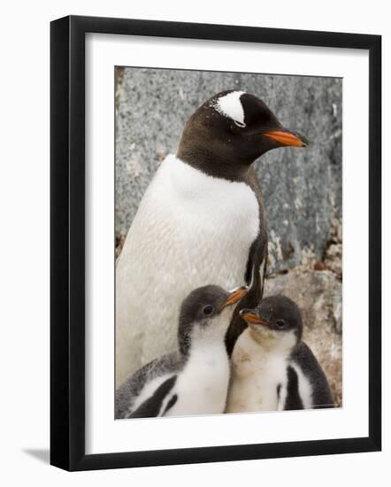 Gentoo Penguins, Petermann Island, Lemaire Channel, Antarctic Peninsula, Antarctica, Polar Regions-Sergio Pitamitz-Framed Photographic Print