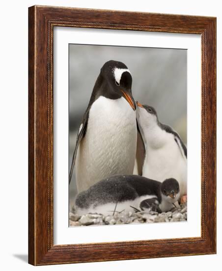 Gentoo Penguins, Petermann Island, Lemaire Channel, Antarctic Peninsula, Antarctica, Polar Regions-Sergio Pitamitz-Framed Photographic Print