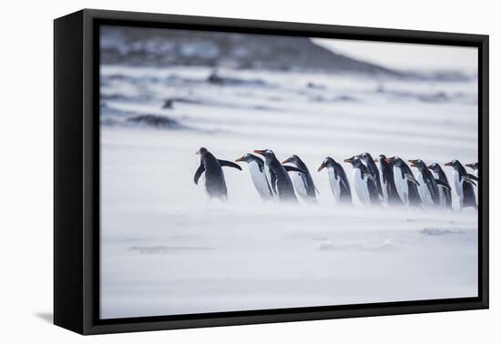 Gentoo Penguins (Pygocelis papua papua) walking on the beach, Sea Lion Island, Falkland Islands-Marco Simoni-Framed Premier Image Canvas