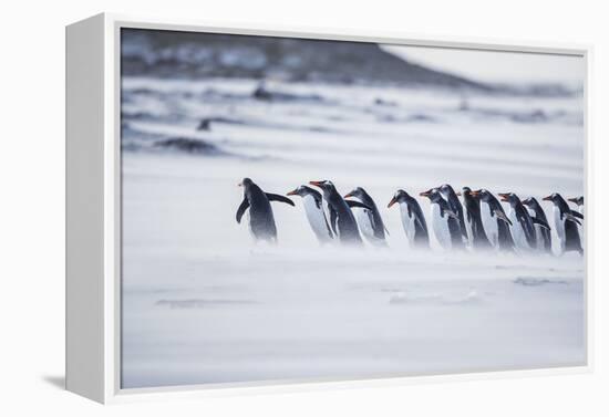 Gentoo Penguins (Pygocelis papua papua) walking on the beach, Sea Lion Island, Falkland Islands-Marco Simoni-Framed Premier Image Canvas