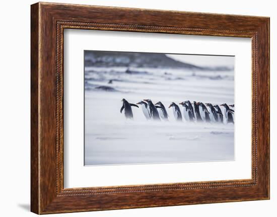 Gentoo Penguins (Pygocelis papua papua) walking on the beach, Sea Lion Island, Falkland Islands-Marco Simoni-Framed Photographic Print