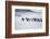 Gentoo Penguins (Pygocelis papua papua) walking on the beach, Sea Lion Island, Falkland Islands-Marco Simoni-Framed Photographic Print