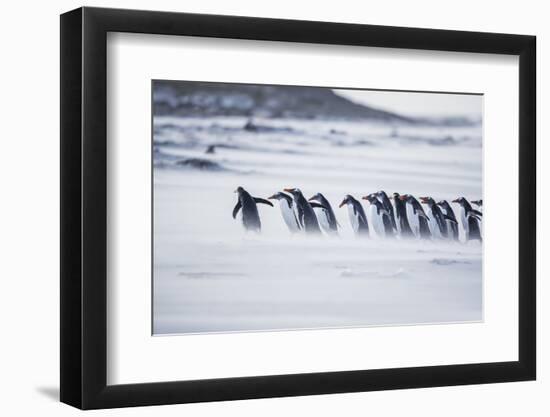 Gentoo Penguins (Pygocelis papua papua) walking on the beach, Sea Lion Island, Falkland Islands-Marco Simoni-Framed Photographic Print