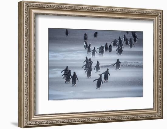 Gentoo Penguins (Pygocelis papua papua) walking, Sea Lion Island, Falkland Islands, South America-Marco Simoni-Framed Photographic Print