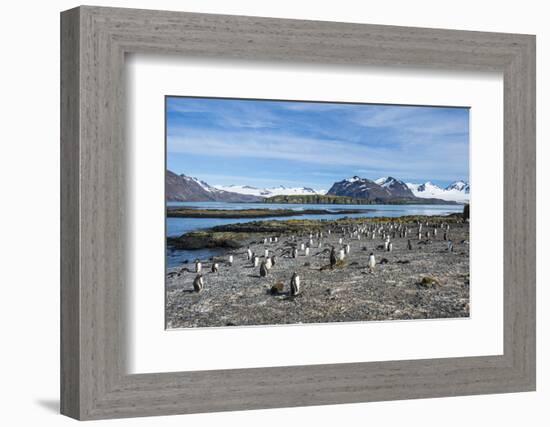 Gentoo penguins (Pygoscelis papua) colony, Prion Island, South Georgia, Antarctica, Polar Regions-Michael Runkel-Framed Photographic Print