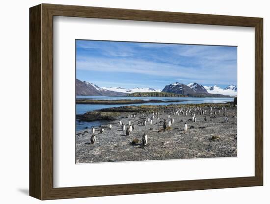 Gentoo penguins (Pygoscelis papua) colony, Prion Island, South Georgia, Antarctica, Polar Regions-Michael Runkel-Framed Photographic Print