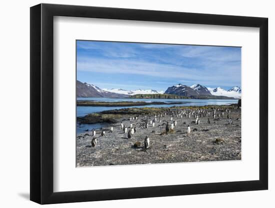 Gentoo penguins (Pygoscelis papua) colony, Prion Island, South Georgia, Antarctica, Polar Regions-Michael Runkel-Framed Photographic Print