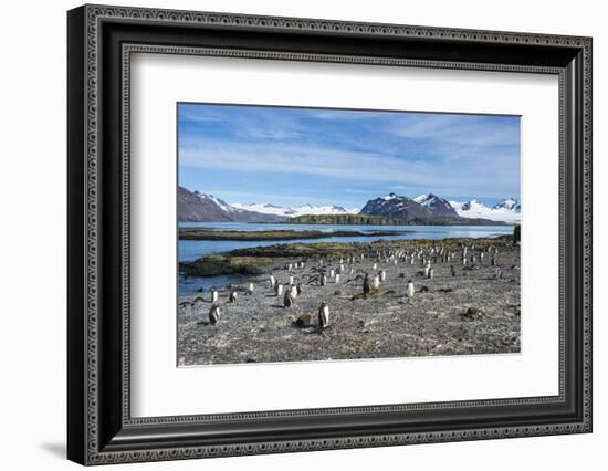 Gentoo penguins (Pygoscelis papua) colony, Prion Island, South Georgia, Antarctica, Polar Regions-Michael Runkel-Framed Photographic Print