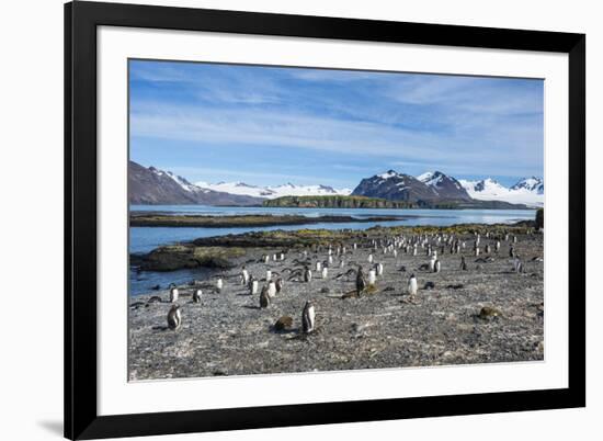 Gentoo penguins (Pygoscelis papua) colony, Prion Island, South Georgia, Antarctica, Polar Regions-Michael Runkel-Framed Photographic Print