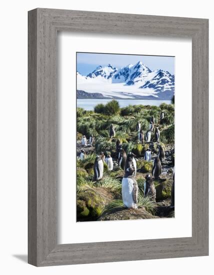 Gentoo penguins (Pygoscelis papua) colony, Prion Island, South Georgia, Antarctica, Polar Regions-Michael Runkel-Framed Photographic Print