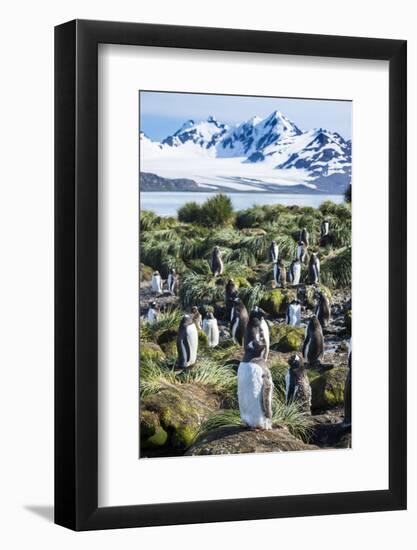 Gentoo penguins (Pygoscelis papua) colony, Prion Island, South Georgia, Antarctica, Polar Regions-Michael Runkel-Framed Photographic Print