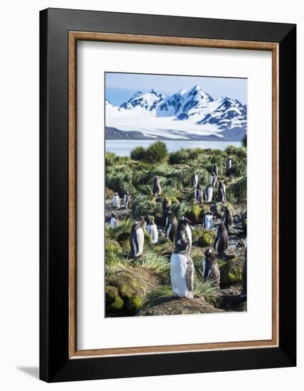 Gentoo penguins (Pygoscelis papua) colony, Prion Island, South Georgia, Antarctica, Polar Regions-Michael Runkel-Framed Photographic Print