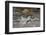 Gentoo penguins, Pygoscelis papua, coming ashore.-Sergio Pitamitz-Framed Photographic Print