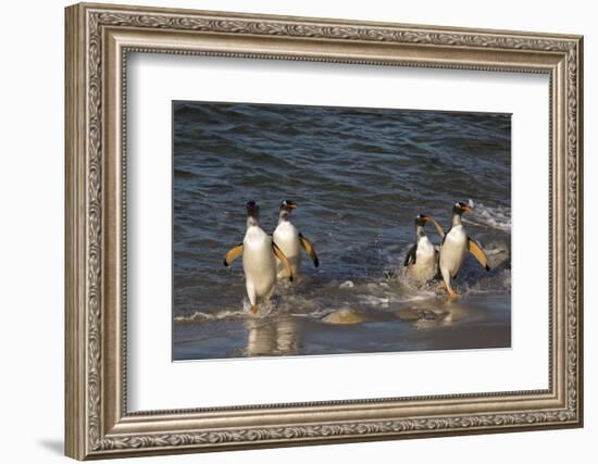 Gentoo penguins, Pygoscelis papua, coming ashore.-Sergio Pitamitz-Framed Photographic Print