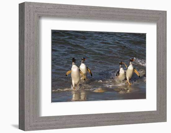 Gentoo penguins, Pygoscelis papua, coming ashore.-Sergio Pitamitz-Framed Photographic Print