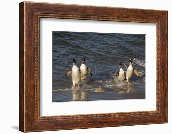 Gentoo penguins, Pygoscelis papua, coming ashore.-Sergio Pitamitz-Framed Photographic Print