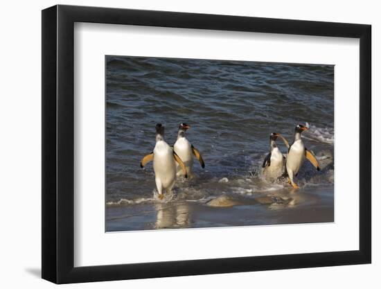 Gentoo penguins, Pygoscelis papua, coming ashore.-Sergio Pitamitz-Framed Photographic Print