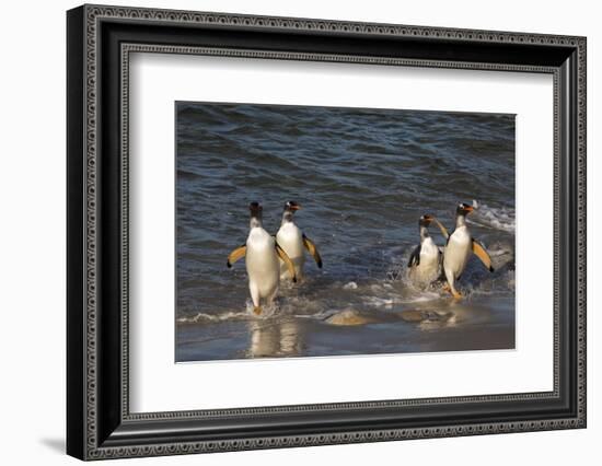 Gentoo penguins, Pygoscelis papua, coming ashore.-Sergio Pitamitz-Framed Photographic Print